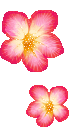 hình nền động hoa lá đẹp 1 (100)