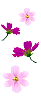 hình nền động hoa lá đẹp 1 (135)