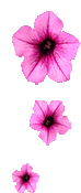 hình nền động hoa lá đẹp 1 (153)