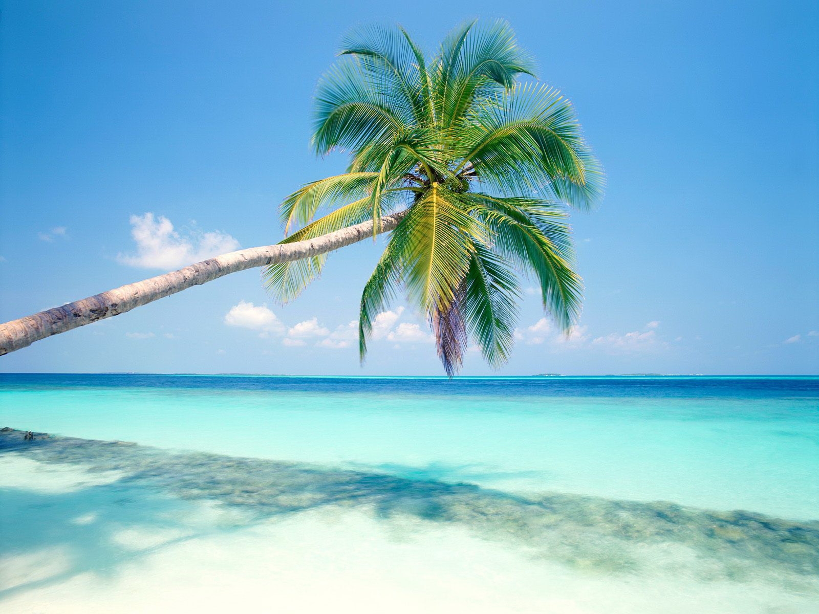 hình nền cây dừa đổ bóng bãi biển