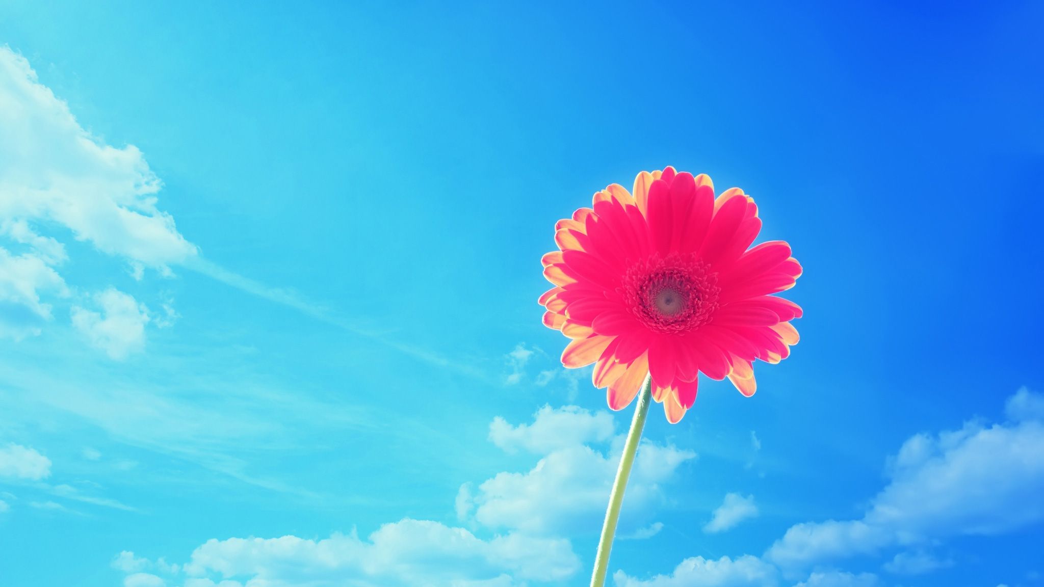 hình nền bông hoa màu hồng giữa bầu trời xanh