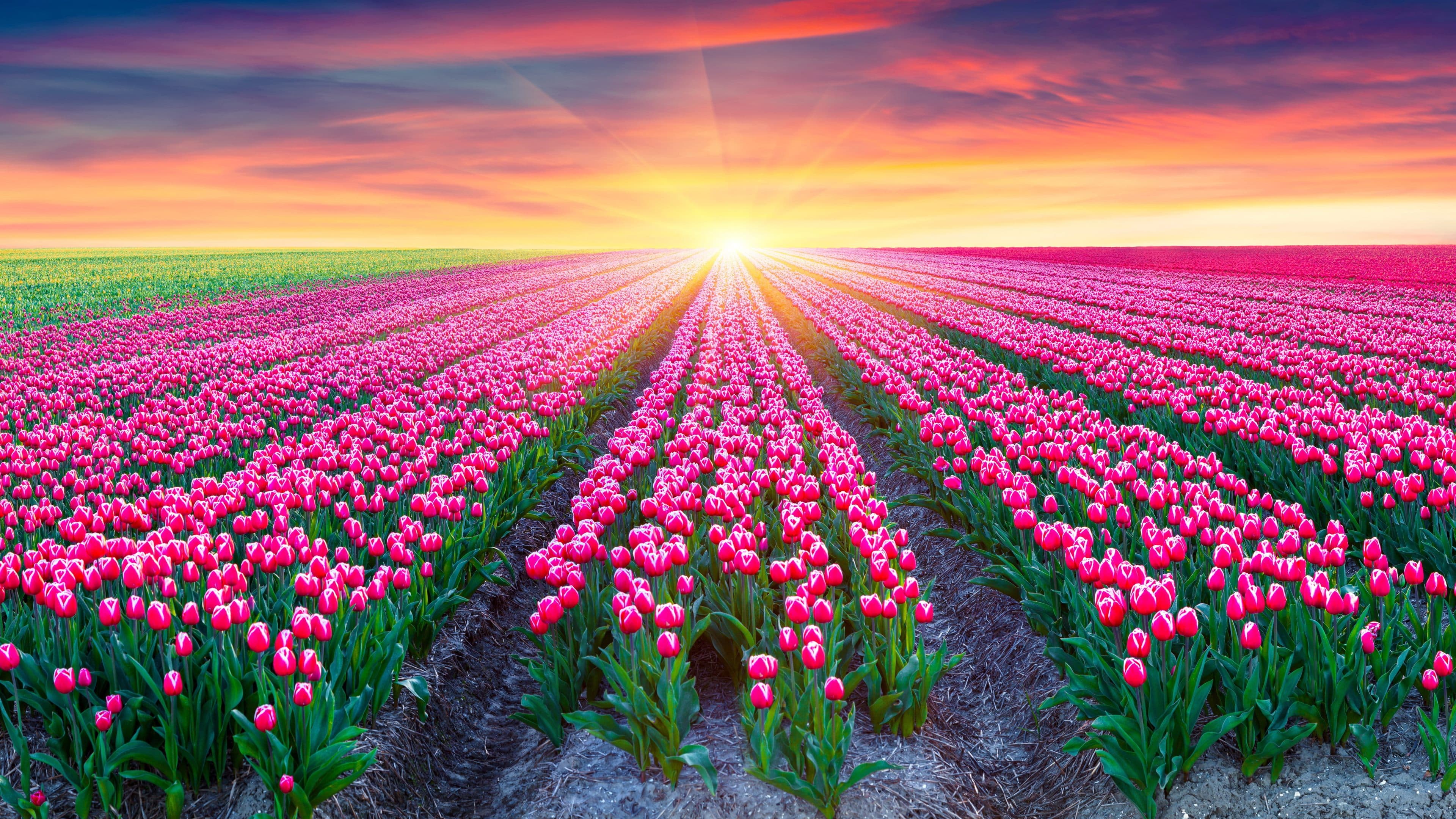 hình nền Full HD 1080 vườn hoa tulip cực đẹp