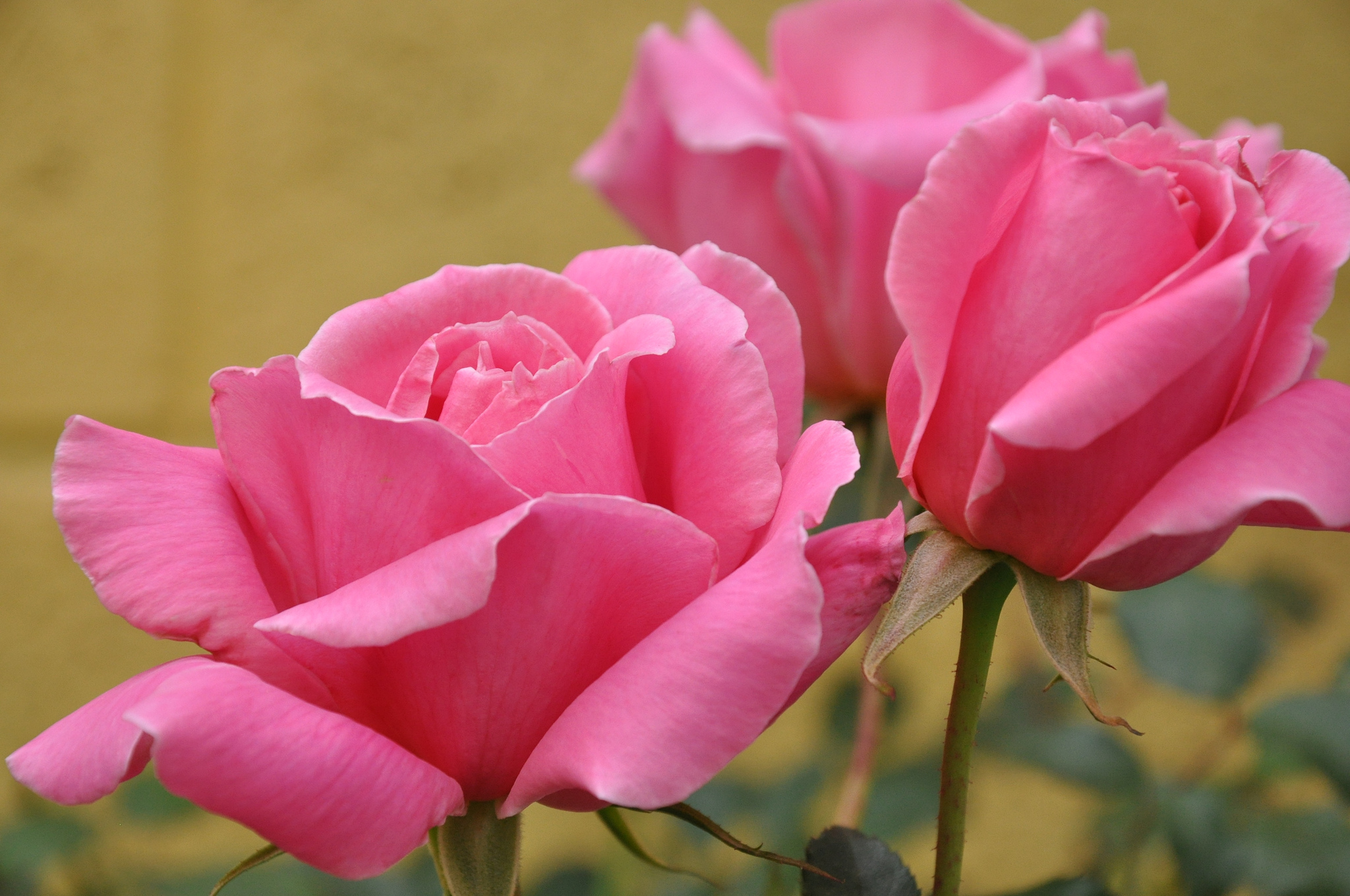 Hình nền PC HD những cành hoa hồng khoe khoang sắc thắm