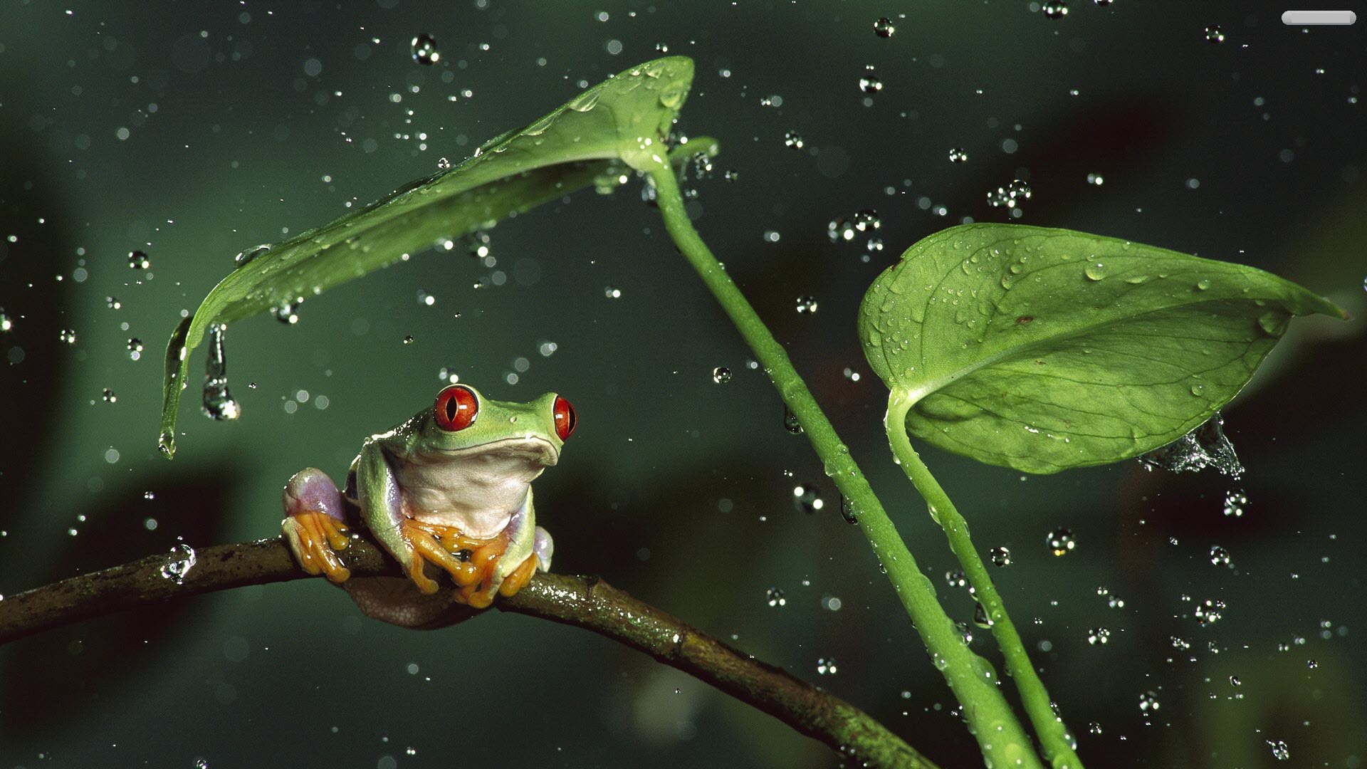 hình nền chú ếch con dưới mưa đẹp