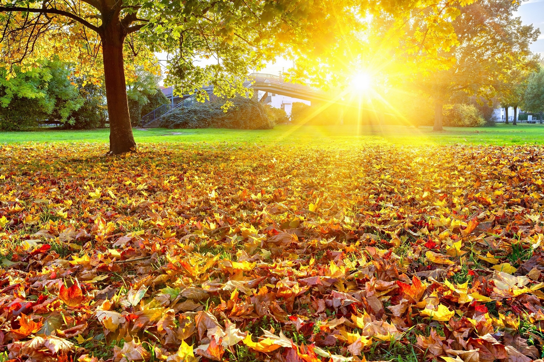 hình nền phong cảnh thiên nhiên mùa thu dưới ánh nắng đẹp