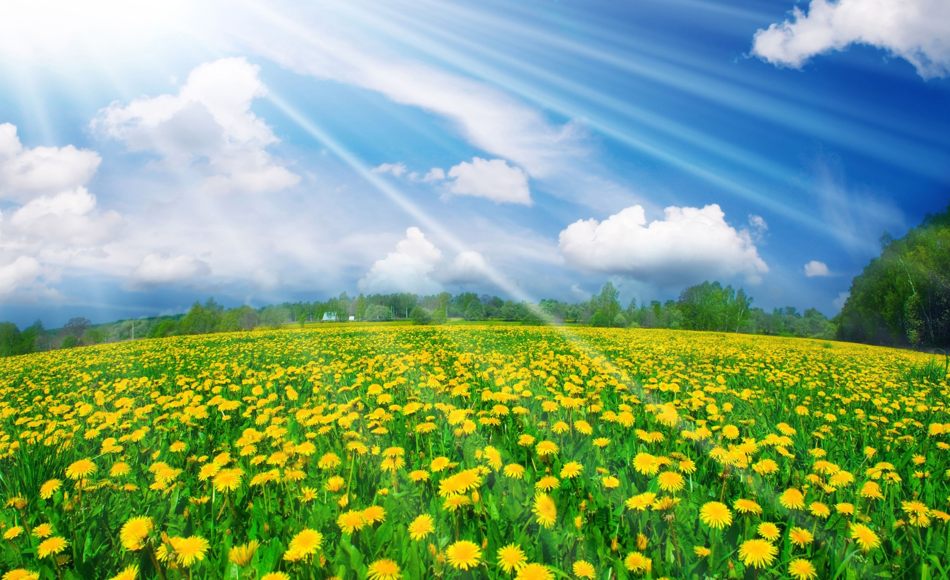 hình nền vườn hoa cúc vàng dưới nắng đẹp