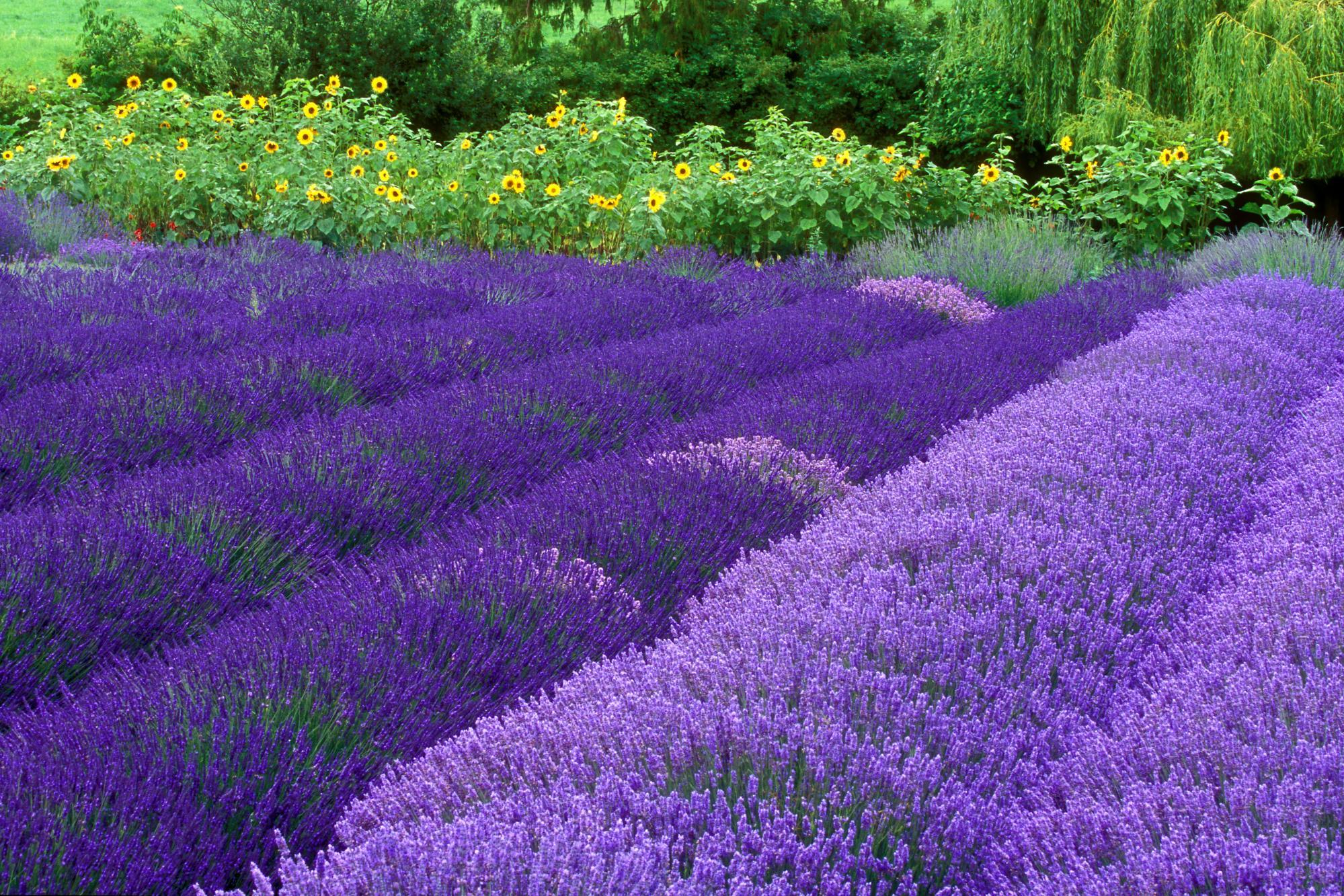 Hình nền cho Laptop cánh đồng hoa lavender đẹp