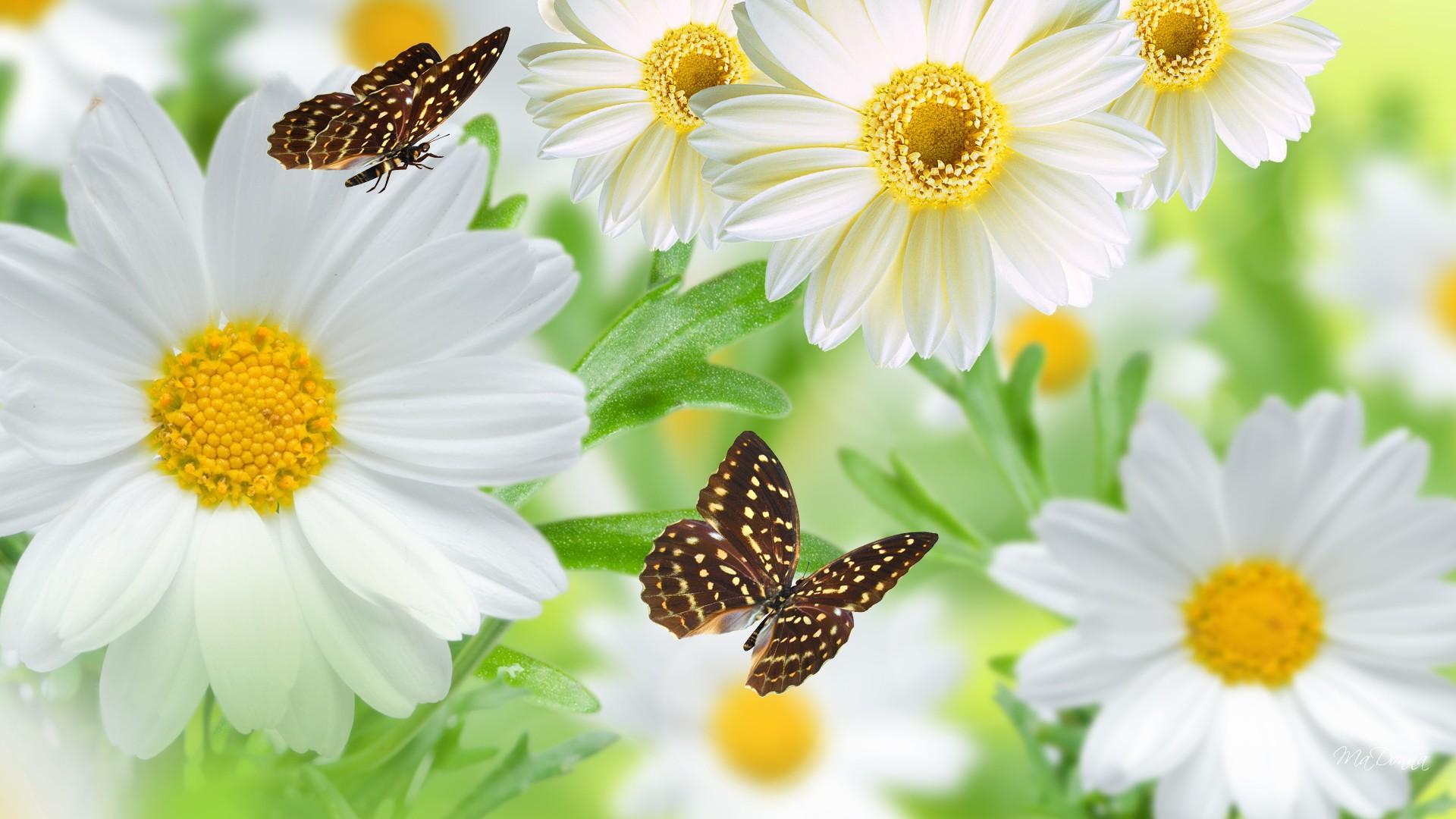 Hình nền cho Laptop hoa bướm mùa xuân đẹp