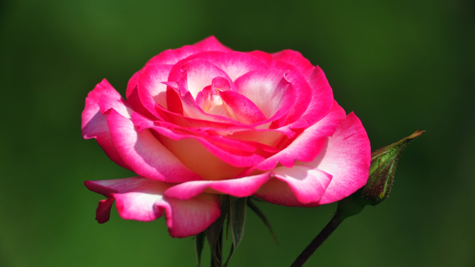 Hình nền hoa hồng đẹp (6)