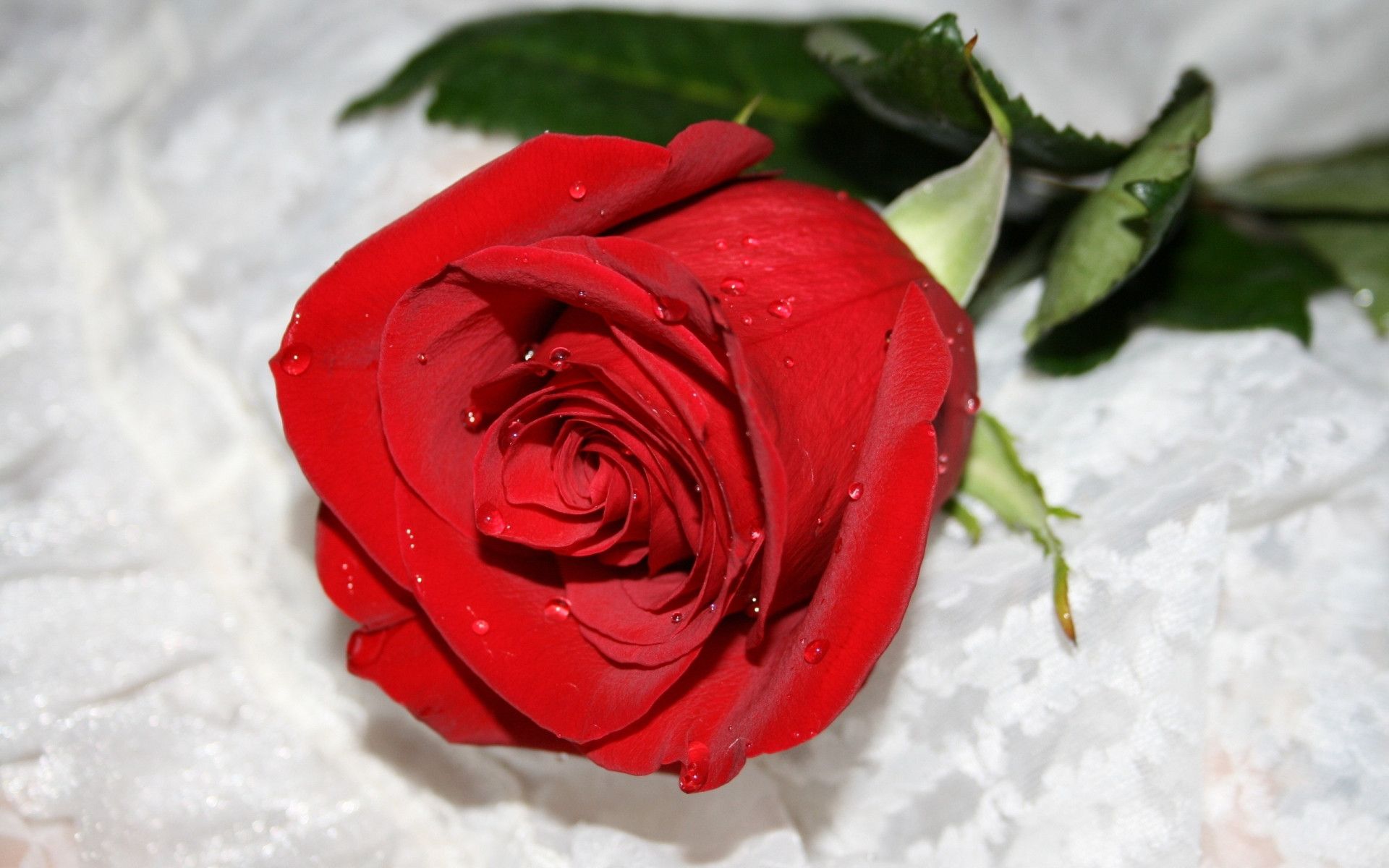 Hình nền hoa hồng đẹp (8)