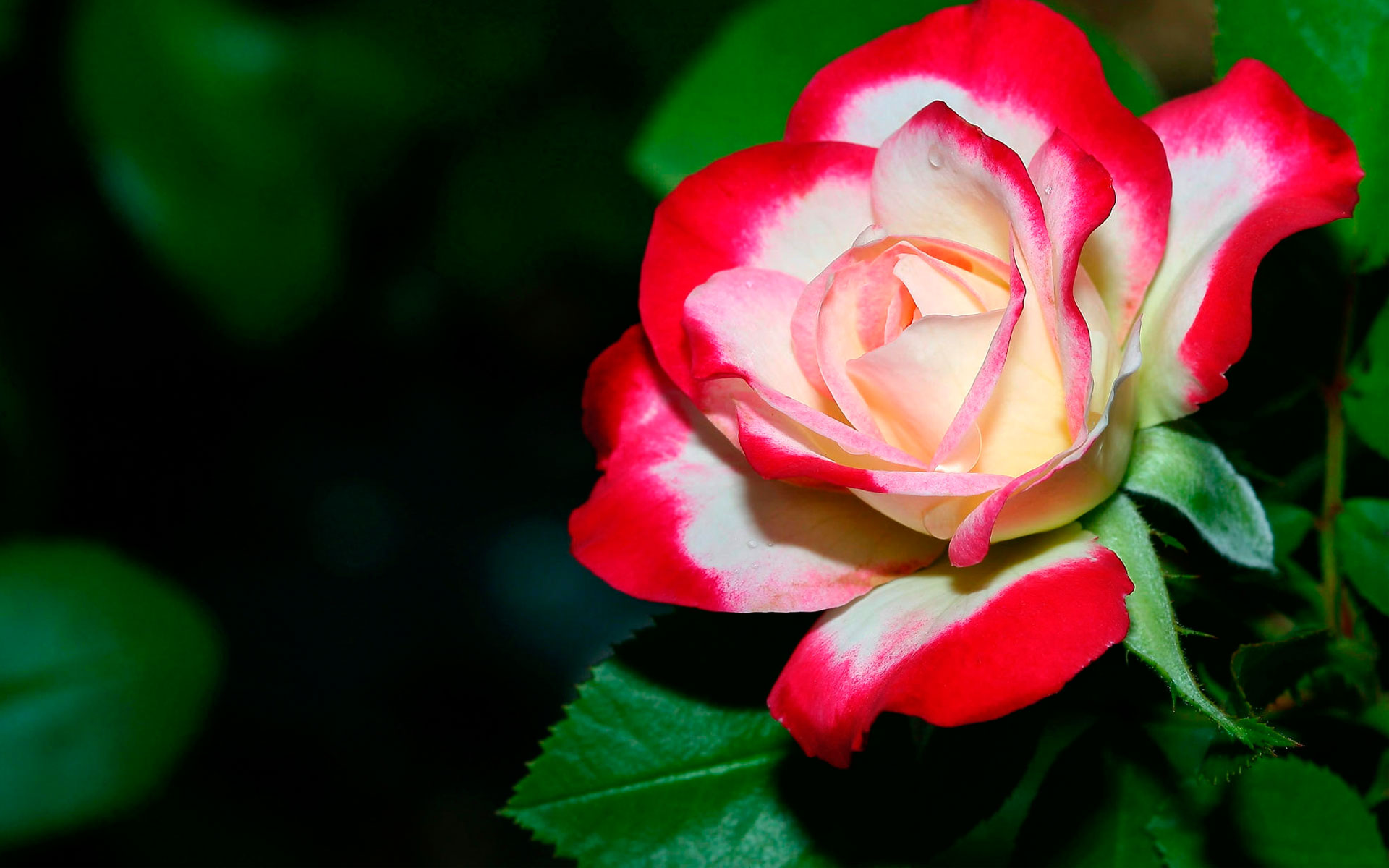 Hình nền hoa hồng đẹp (9)