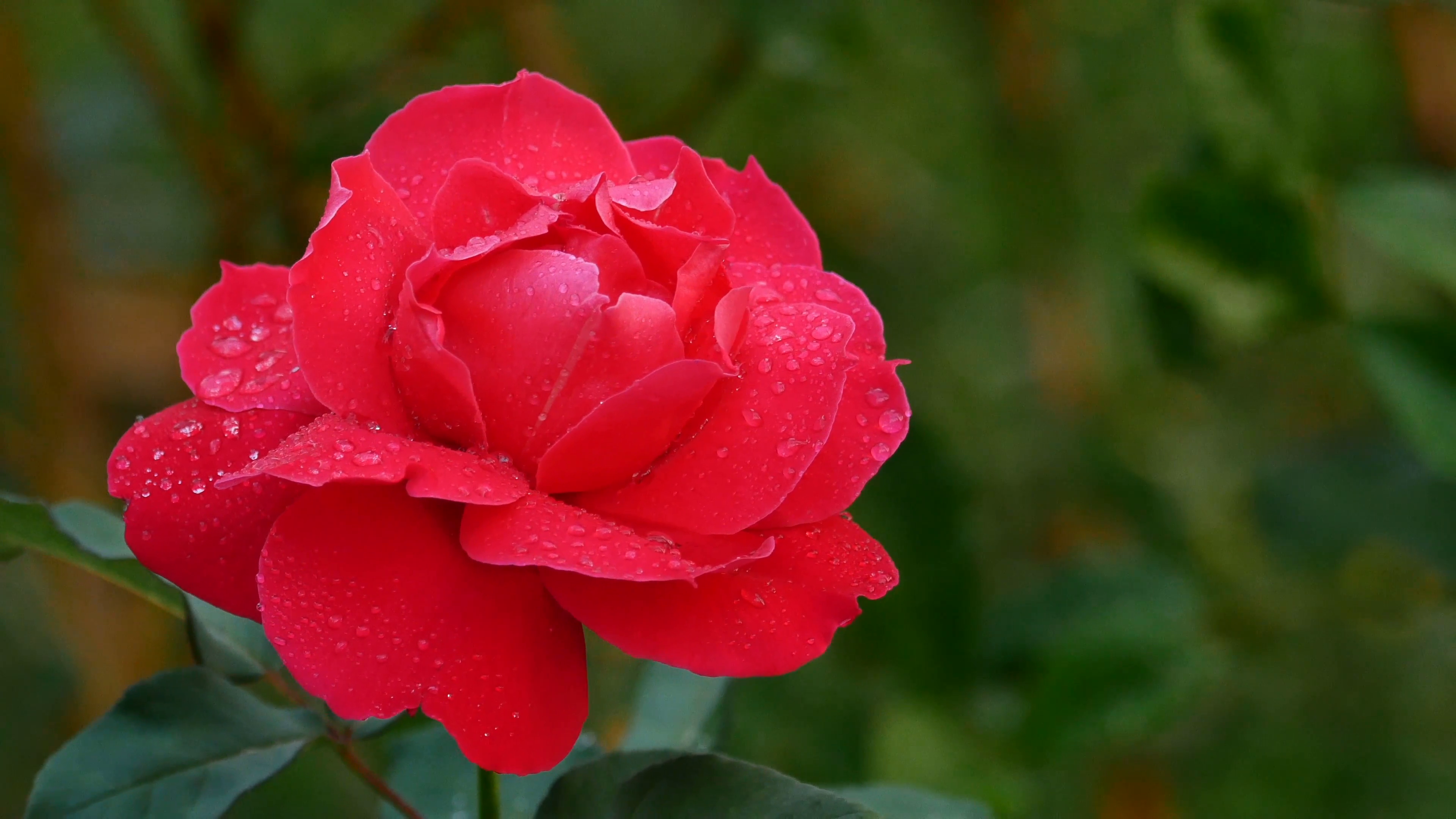 Hình nền hoa hồng đỏ đẹp