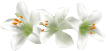 hình nền động hoa lá đẹp 1 (200)