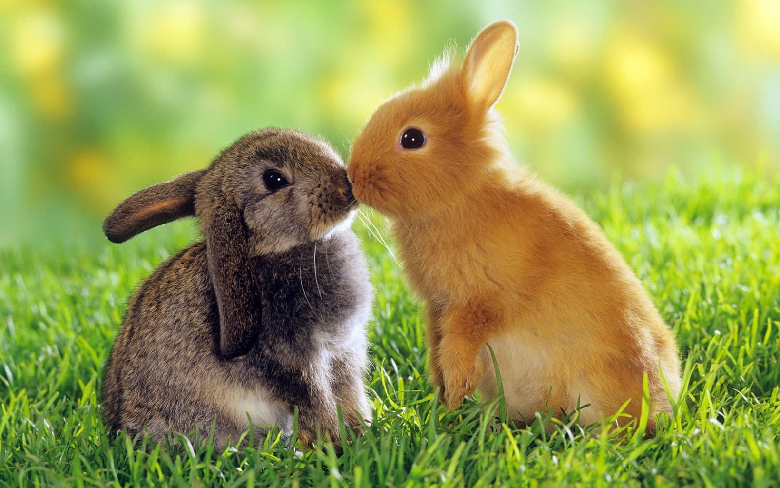 hình nền hai chú thỏ dễ thương
