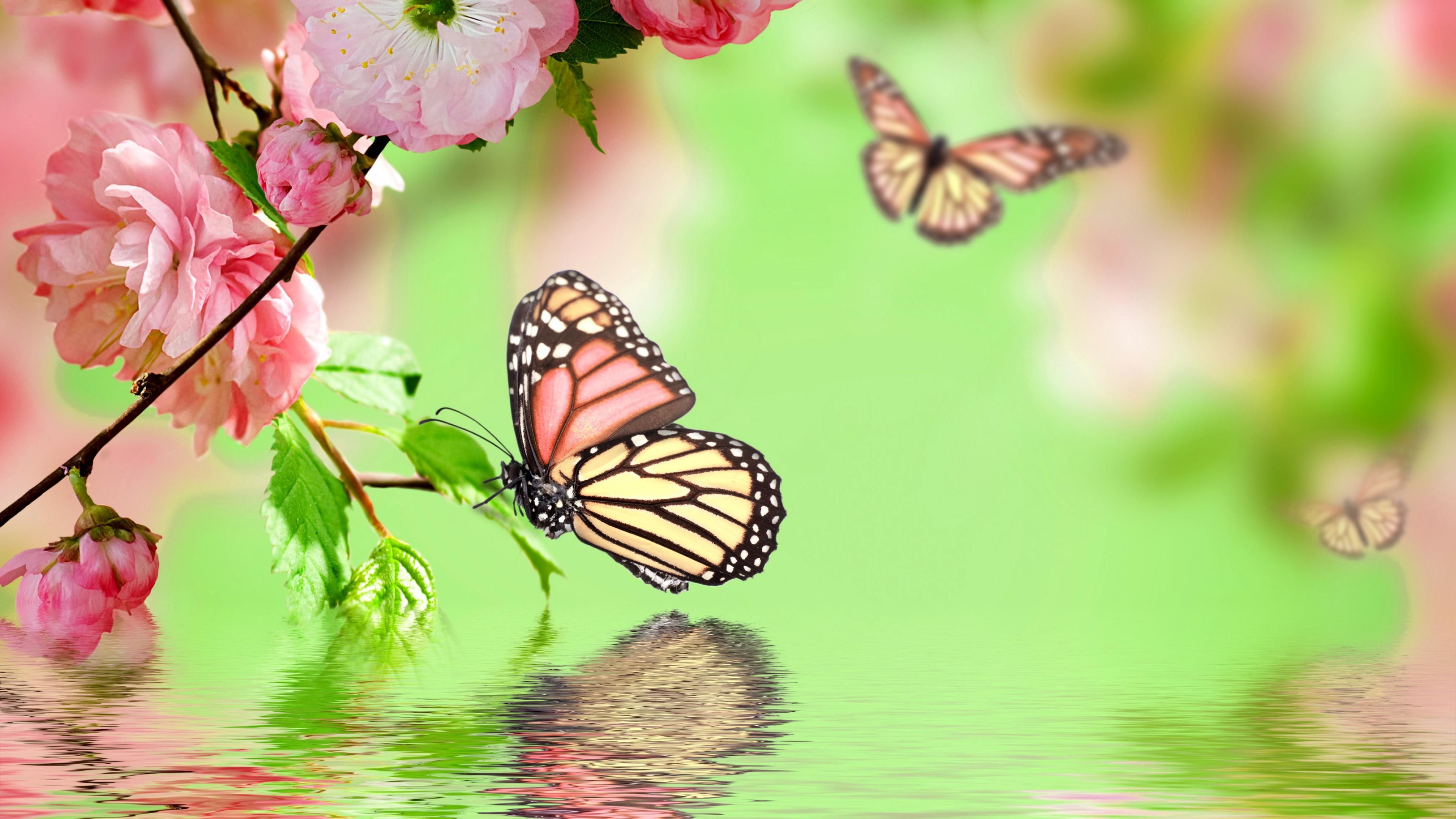hình nền hoa bướm đẹp