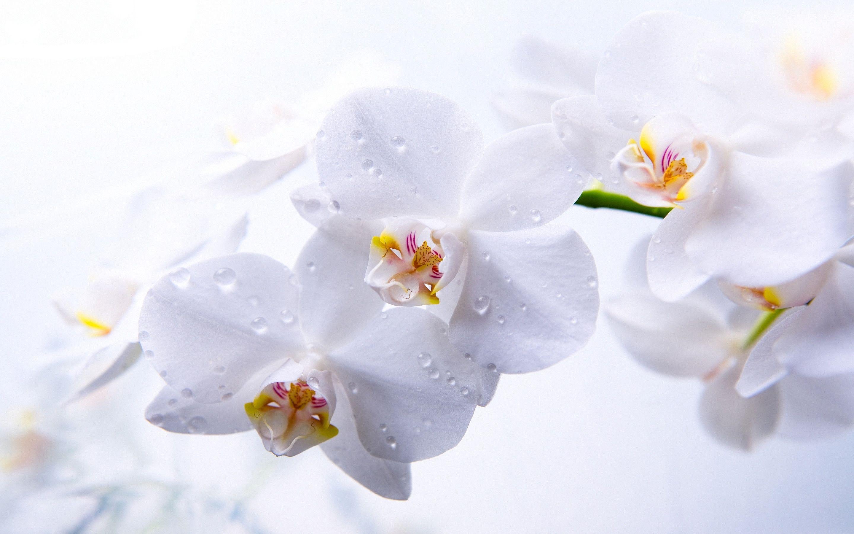 hình nền Full HD 1080 cành hoa lan trắng đẹp