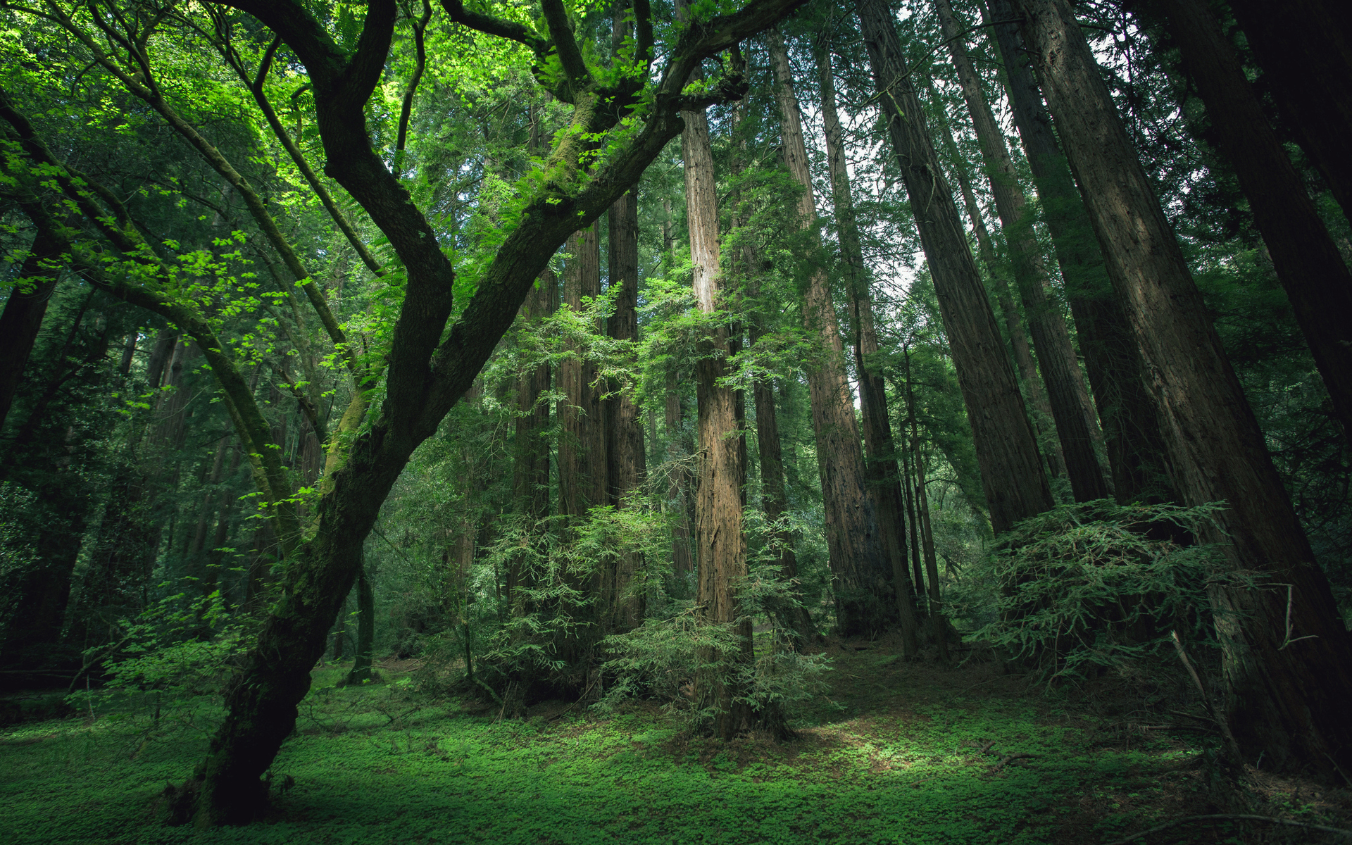Hình nền full HD 1080 cây trong rừng sâu cực đẹp