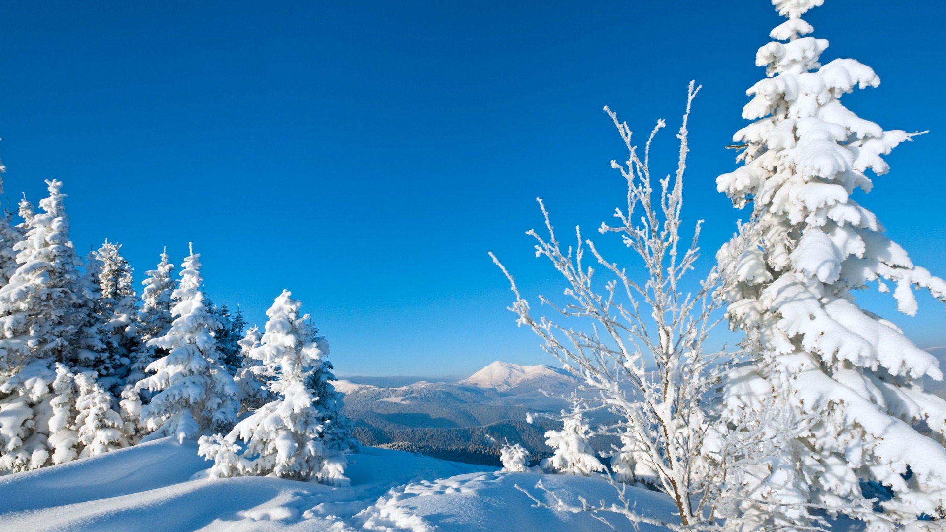 hình nền Full HD 1080 phong cảnh thiên nhiên cây cối ngày tuyết