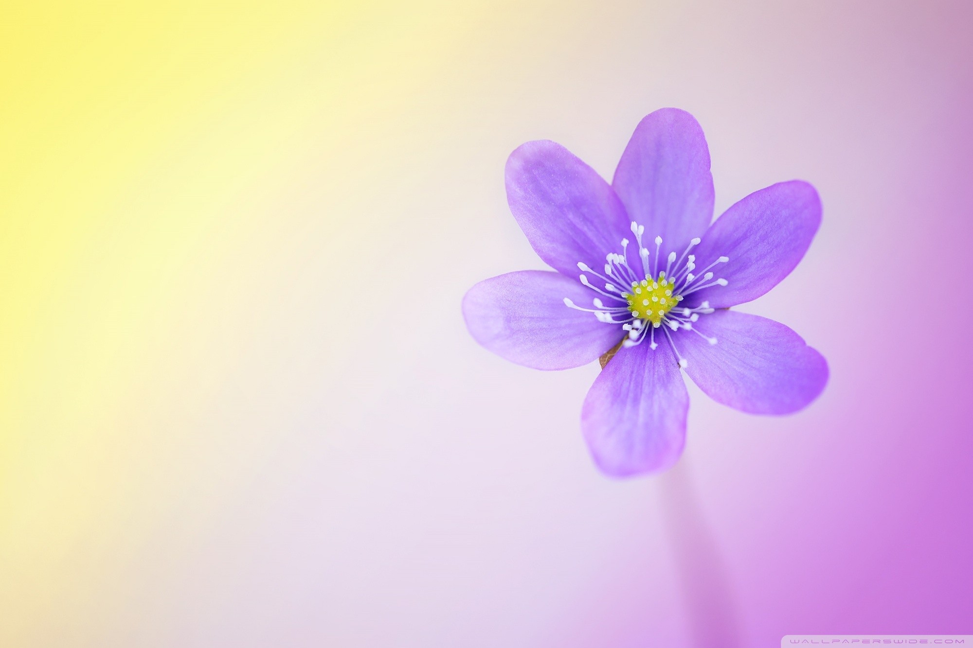 Hình nền  Hoa cánh đồng nhiếp ảnh màu tím Gió Hồng Cây anh túc lúa  mì sương thực vật Hệ thực vật lờ mờ Cánh hoa Hình nền máy tính Nhà