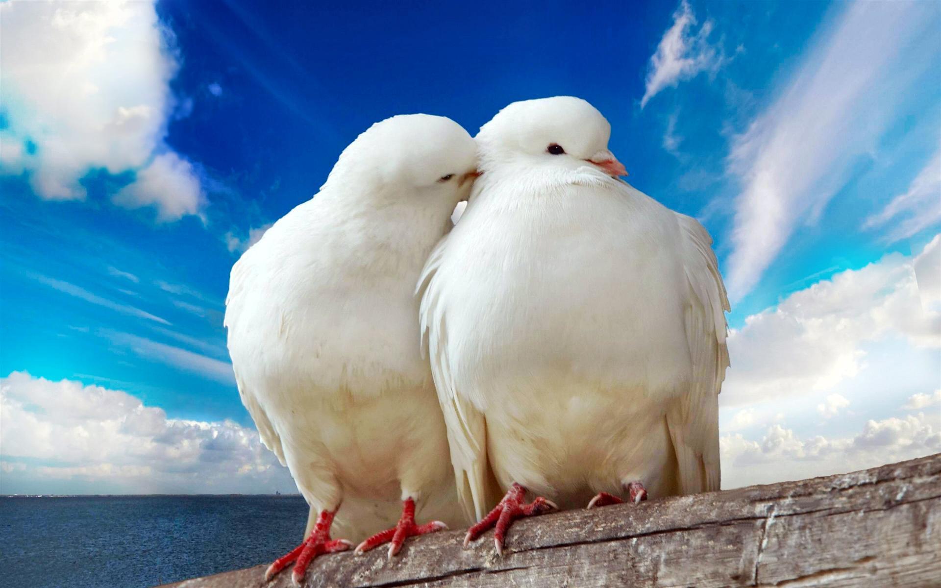 Hình nền máy tính hai chú chim bồ câu trắng