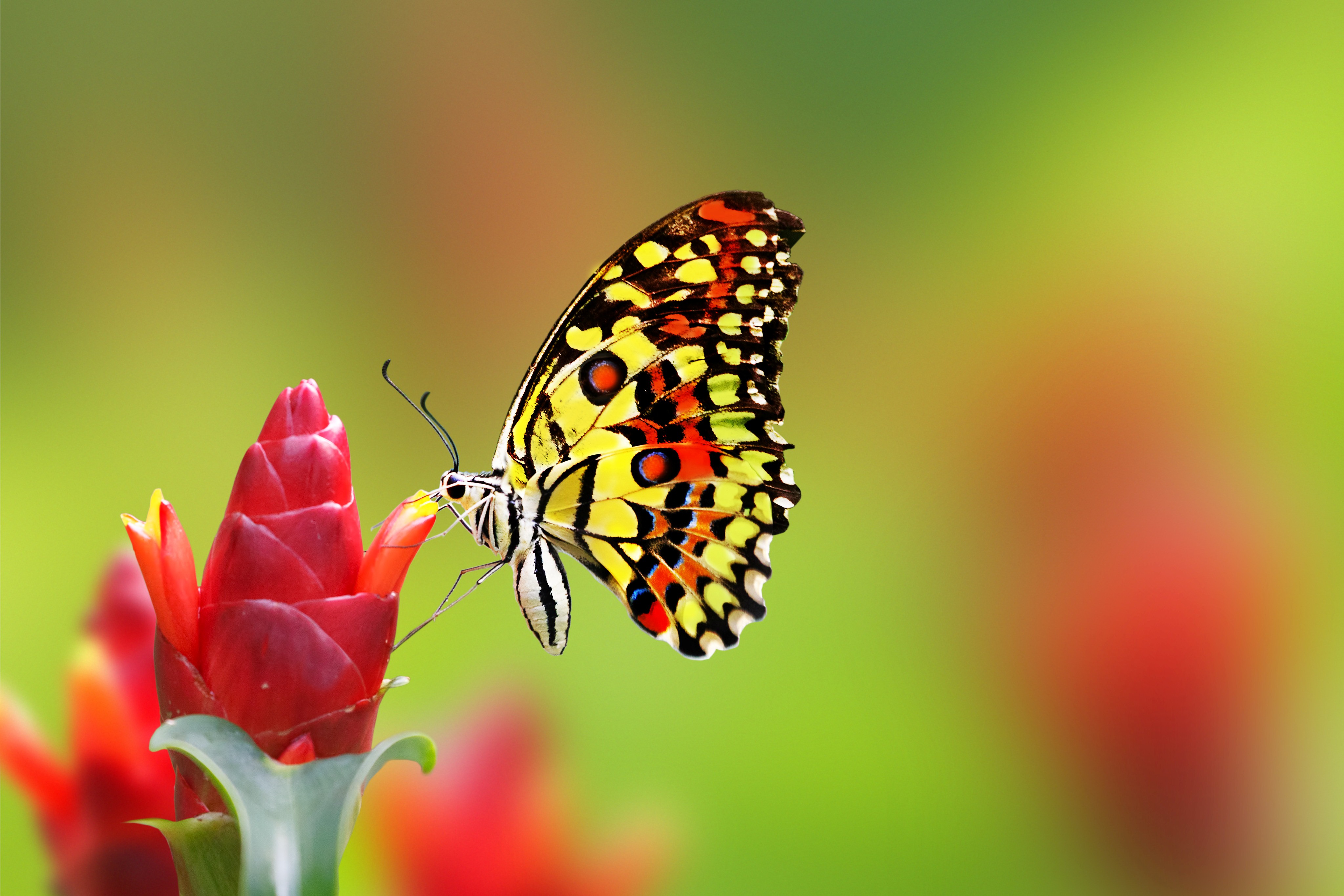 Hình nền máy tính HD con bướm đậu trên cành hoa cực đẹp