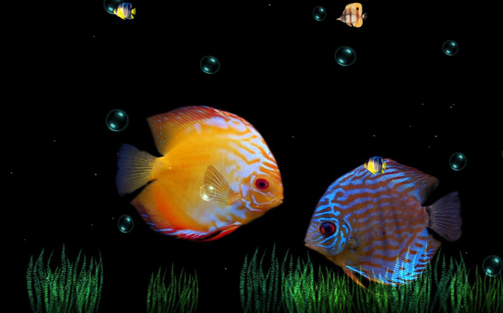 Hình nền máy tính những chú cá đang bơi đẹp