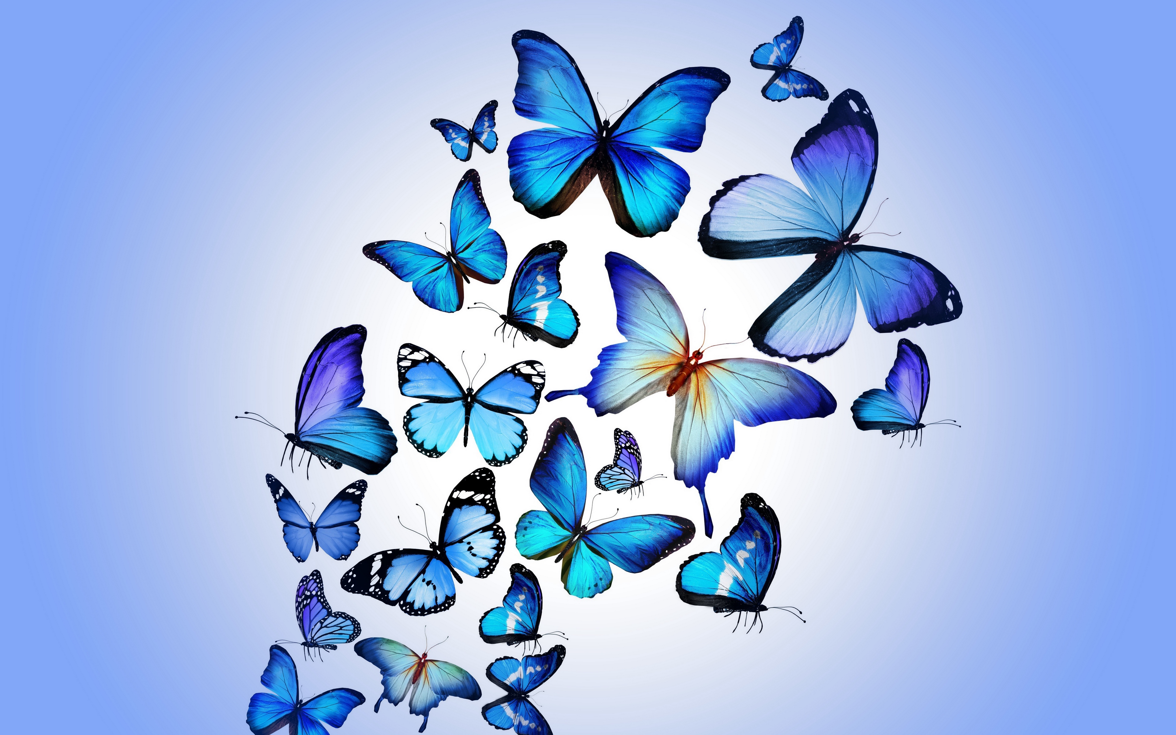 Hình nền Laptop 4K những chú bướm màu xanh đẹp