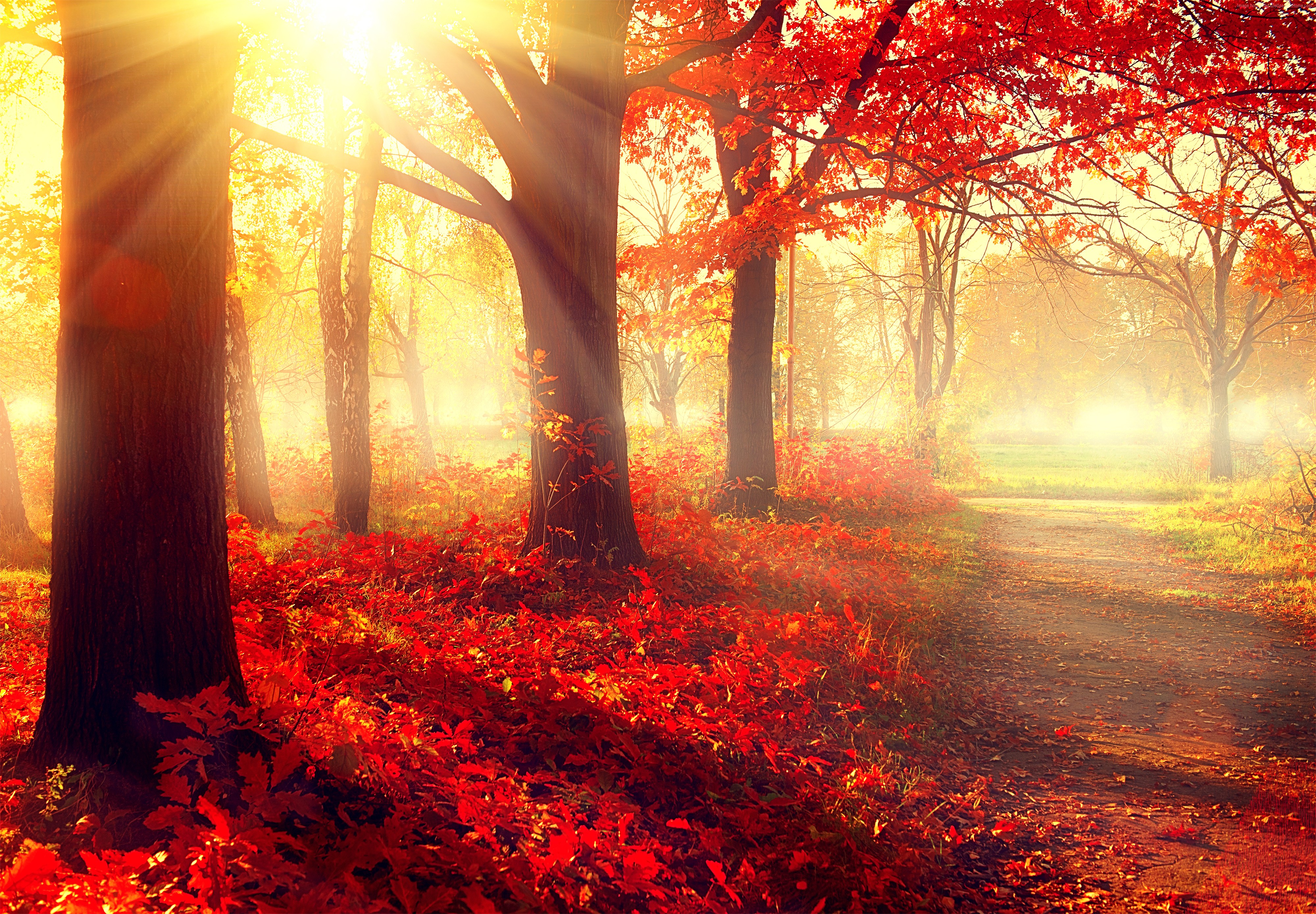 Hình ảnh của Laptop 4K, nắng xuyên qua những cánh rừng tuyệt đẹp của mùa thu