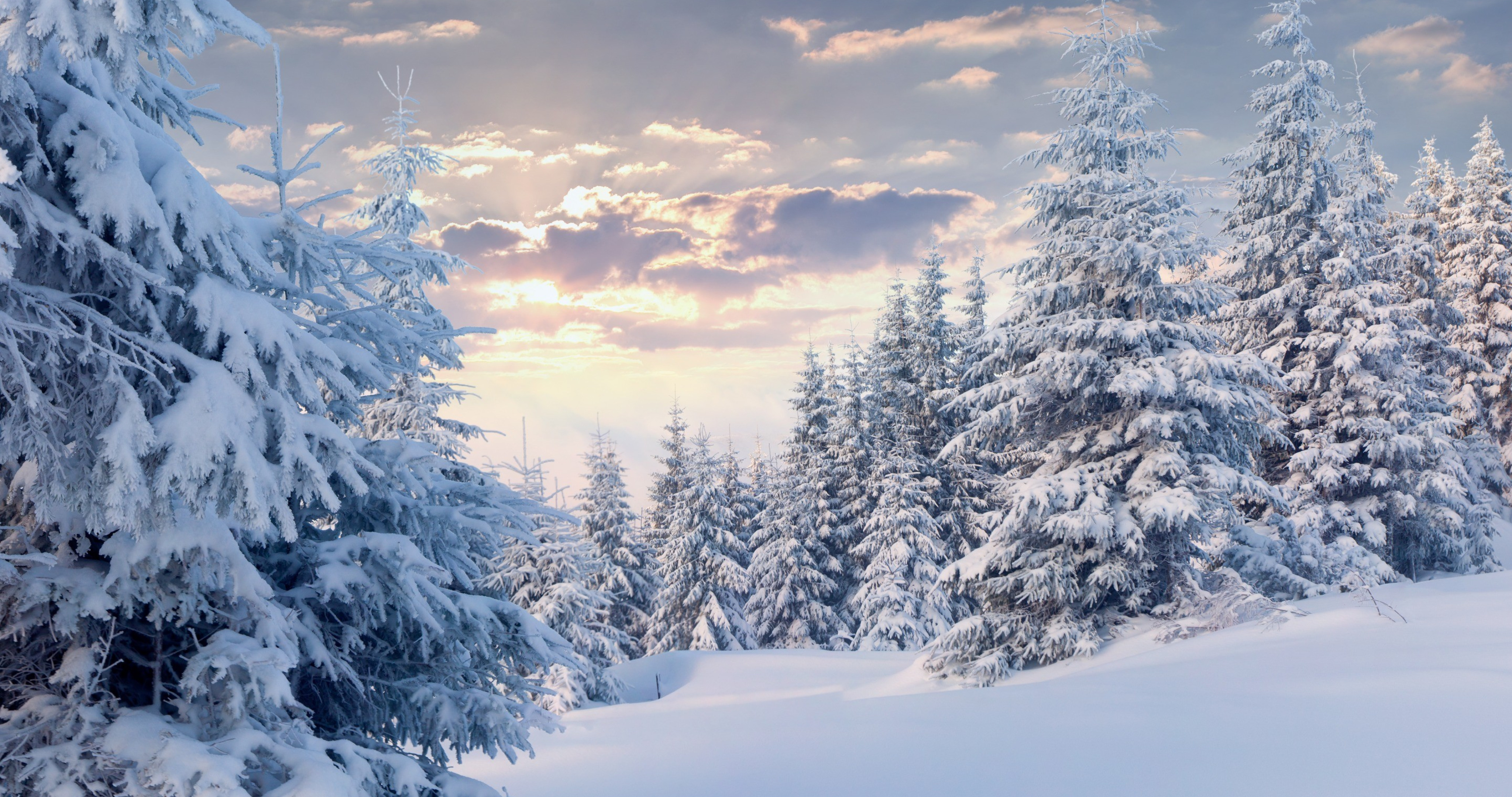 Hình nền laptop 4K tuyệt đẹp mùa đông được bao phủ bởi rừng tuyết