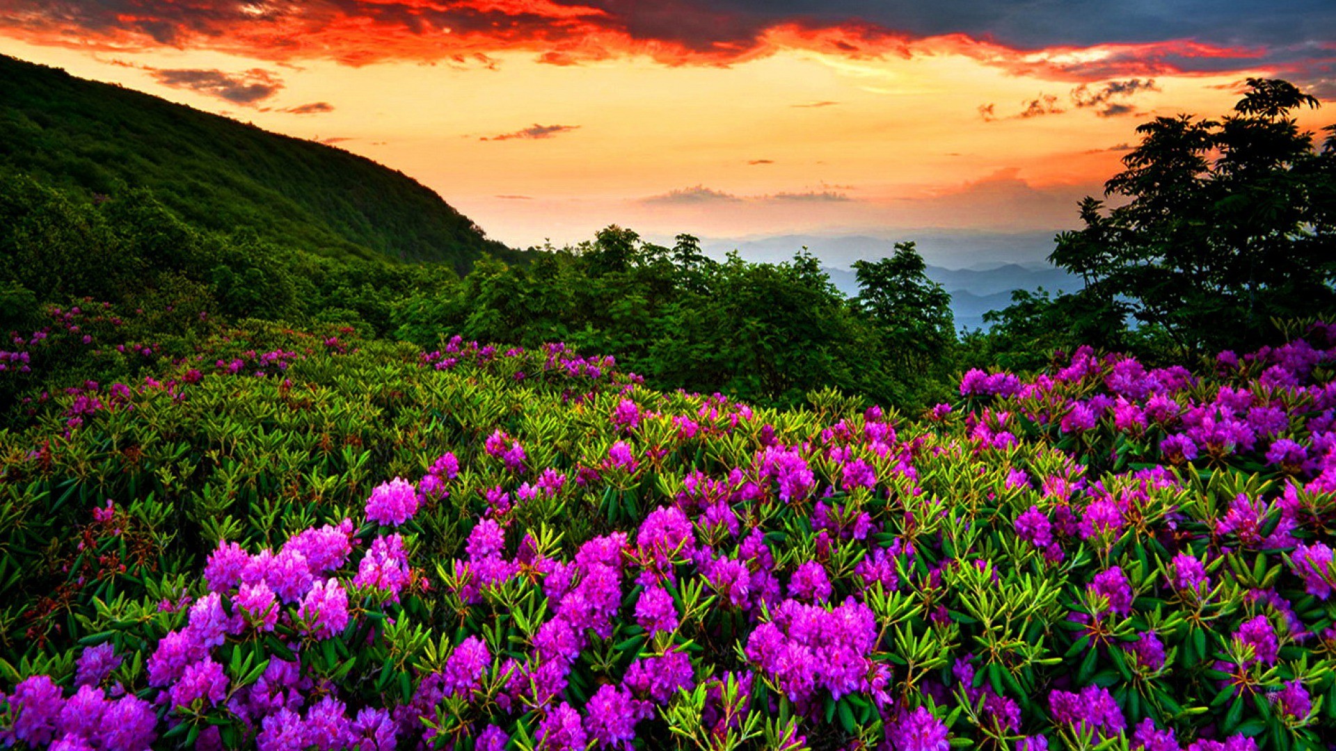 Hình nền Laptop Full HD đồi núi trải đầy những bông hoa màu tím cực đẹp