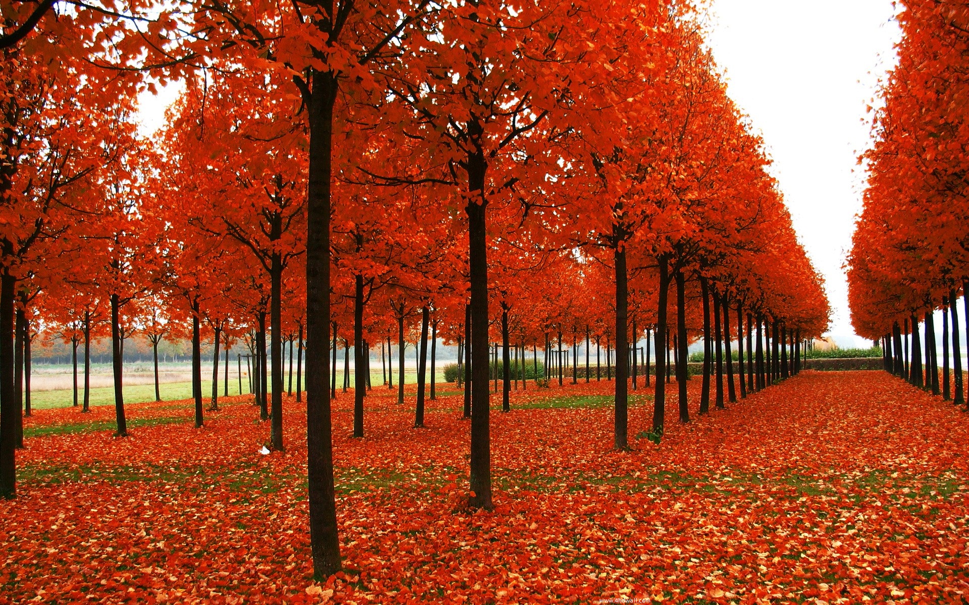 Hình nền Laptop phong cảnh thiên nhiên hàng cây lá đỏ đẹp