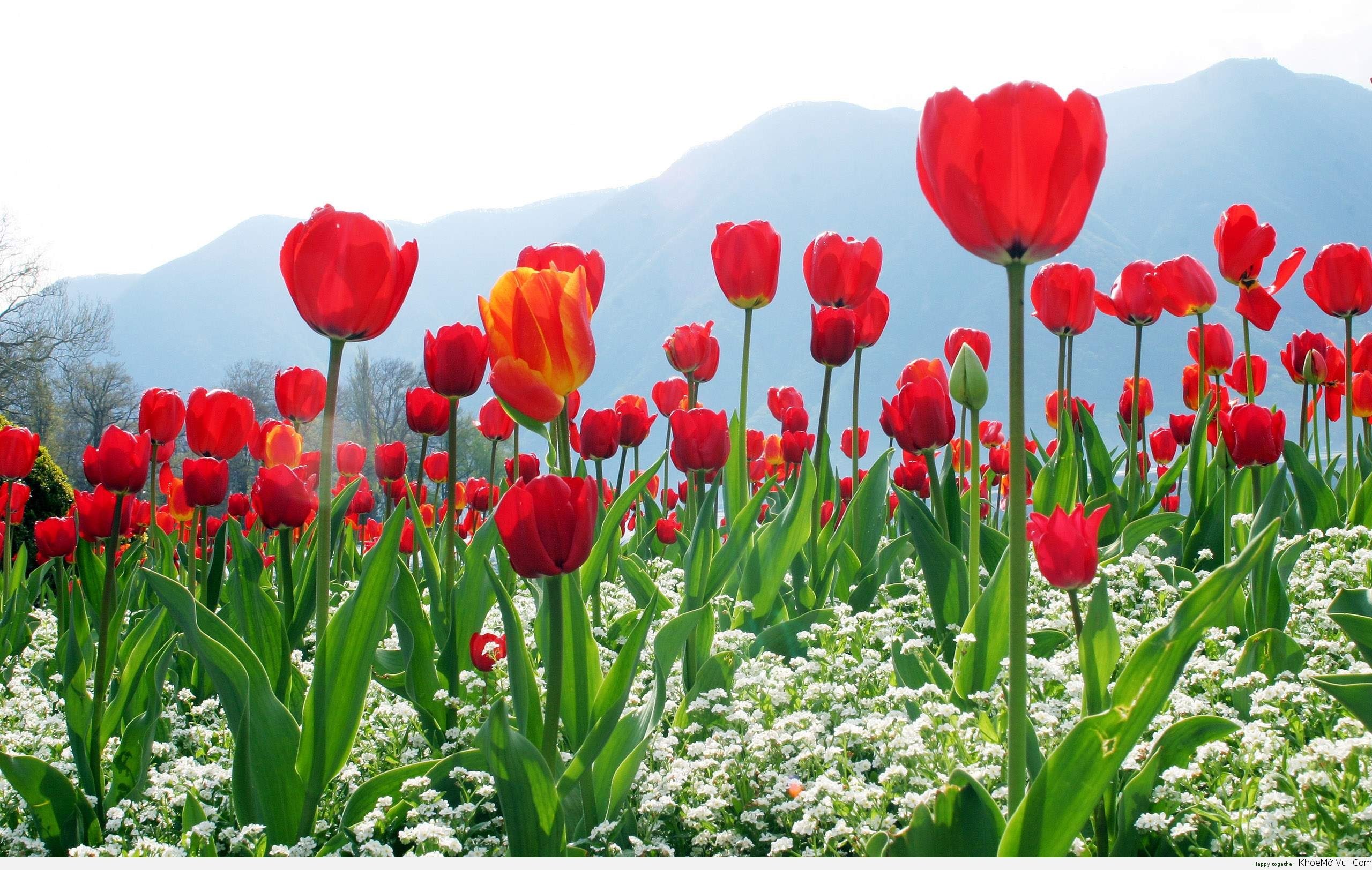 Hình nền Laptop vườn hoa tulip đẹp