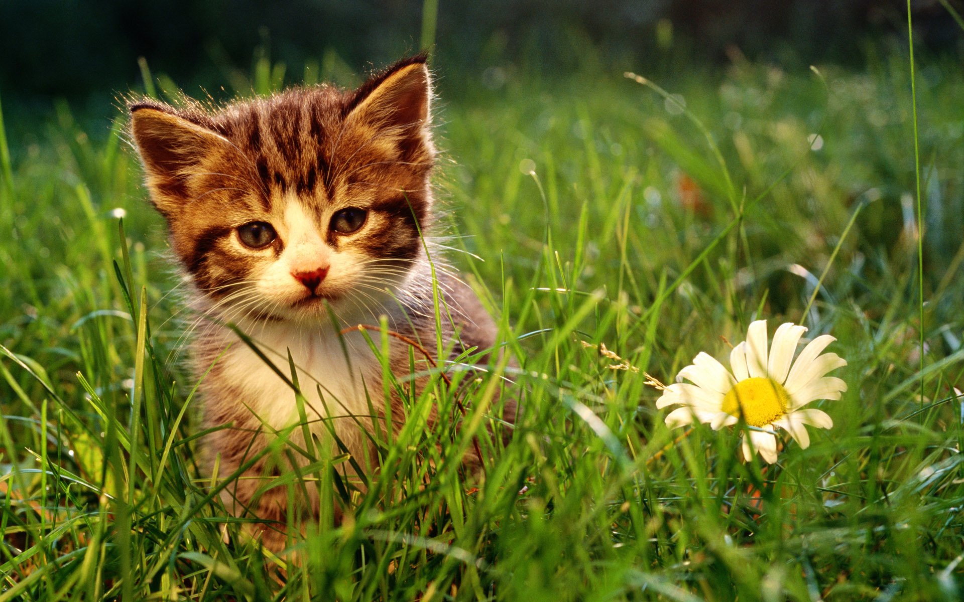 Hình nền cho Laptop chú mèo con trên bãi cỏ xanh đẹp