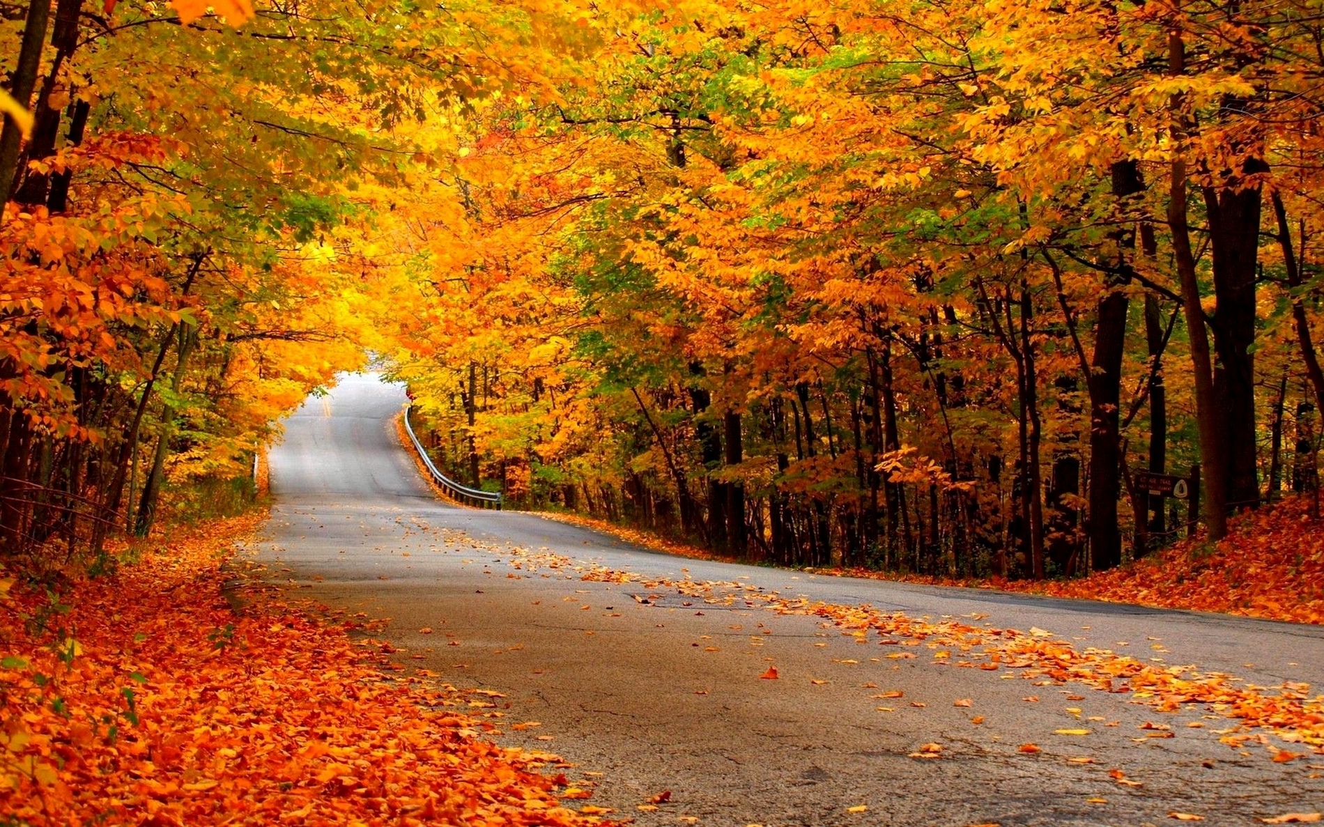 Hình nền cho Laptop con đường mùa thu lá vàng rơi rụng đẹp