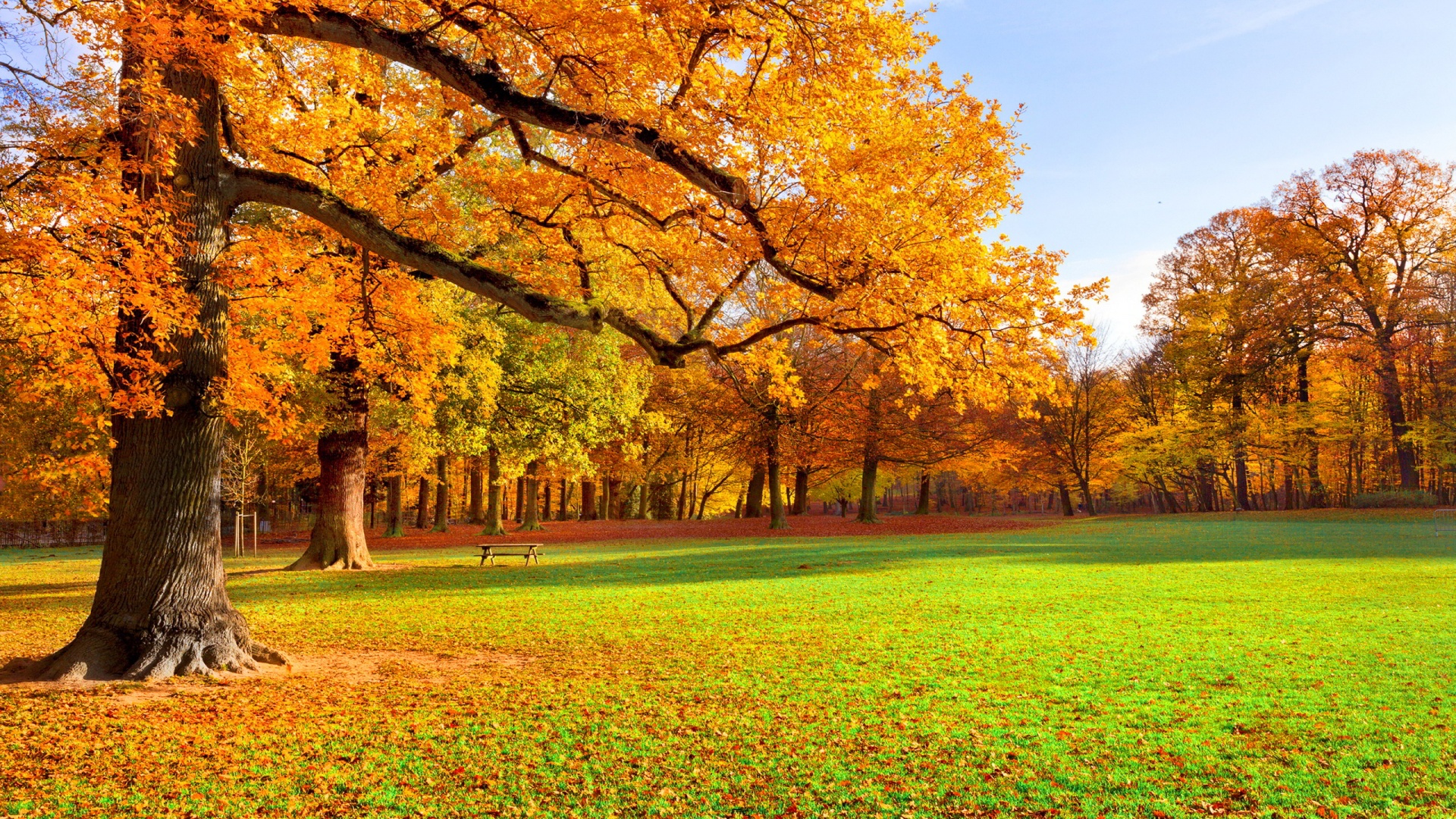 Hình nền cho Laptop công viên mùa thu lá vàng đẹp