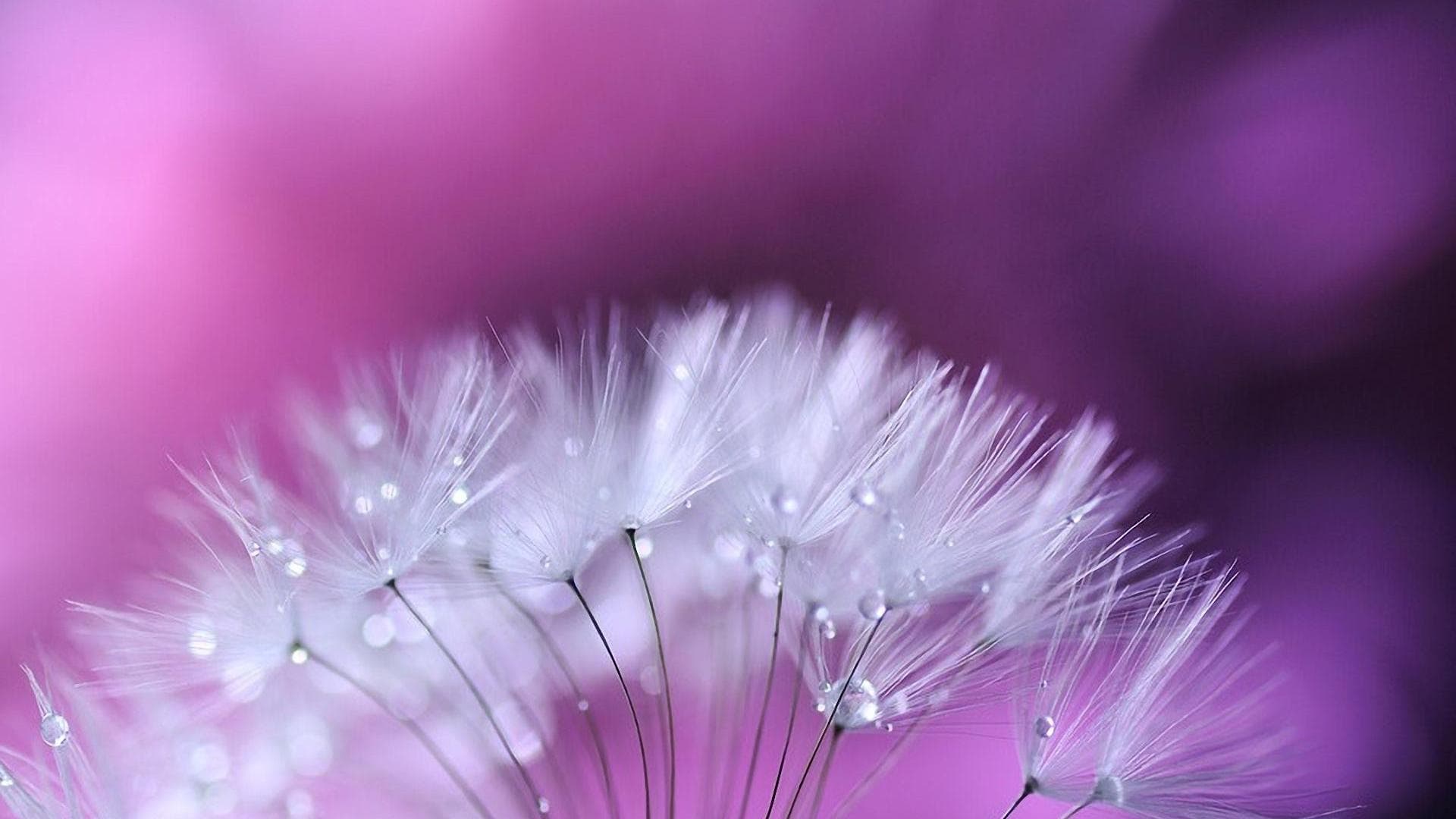 Hình ảnh hoa Cẩm Chướng đẹp nhất