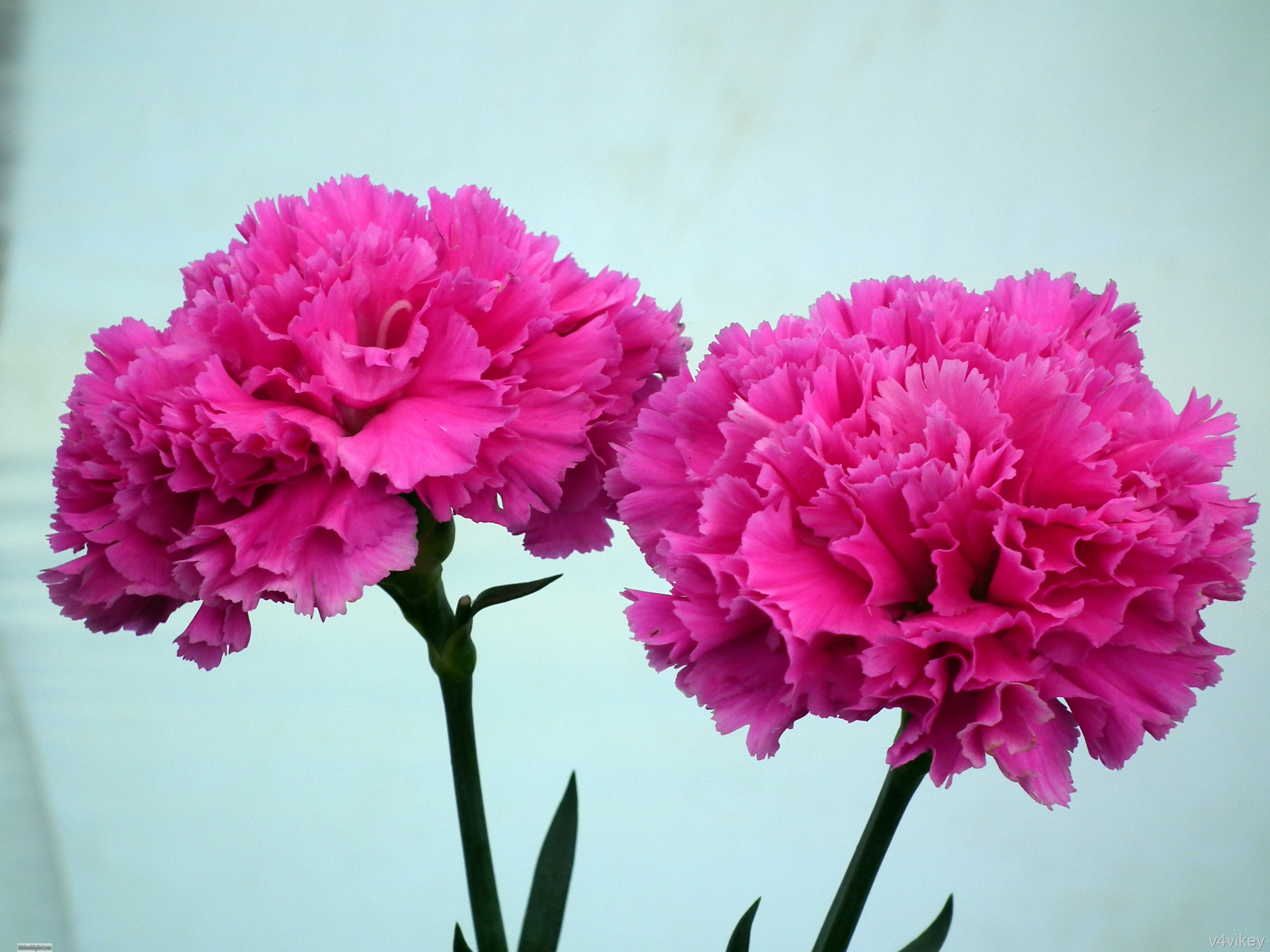 Sự tích về hoa cẩm chướng Phần 2