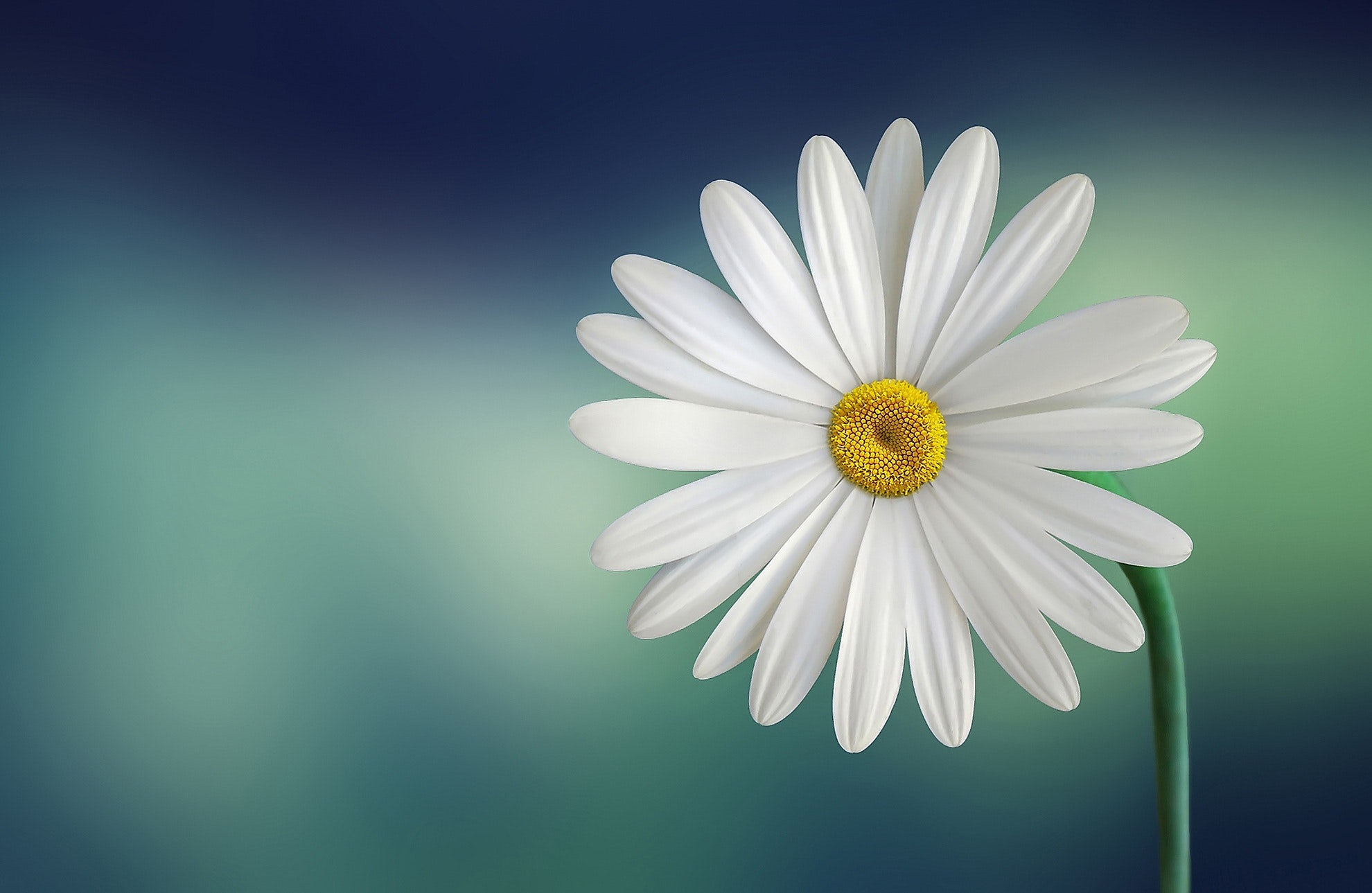 Hình nền hoa cúc white đẹp nhất (2)