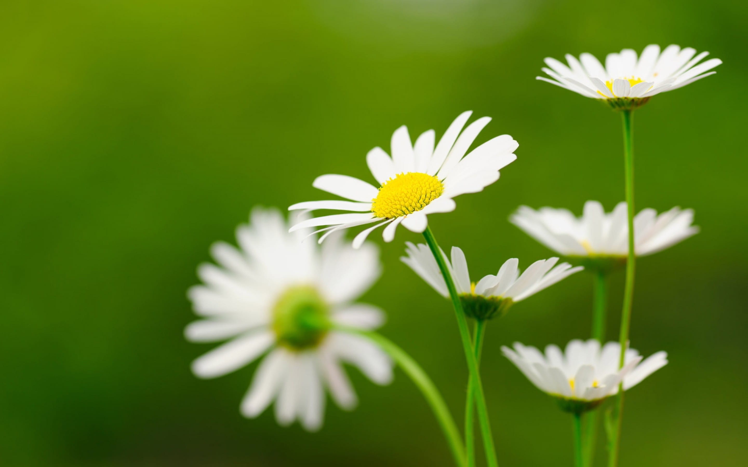 Hình nền hoa cúc white đẹp nhất (3)