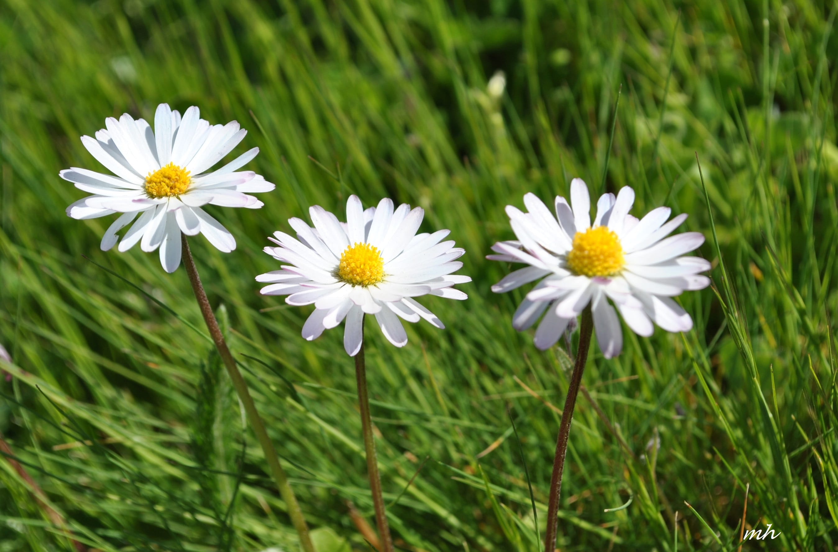 Hình nền hoa cúc trắng đẹp (4)