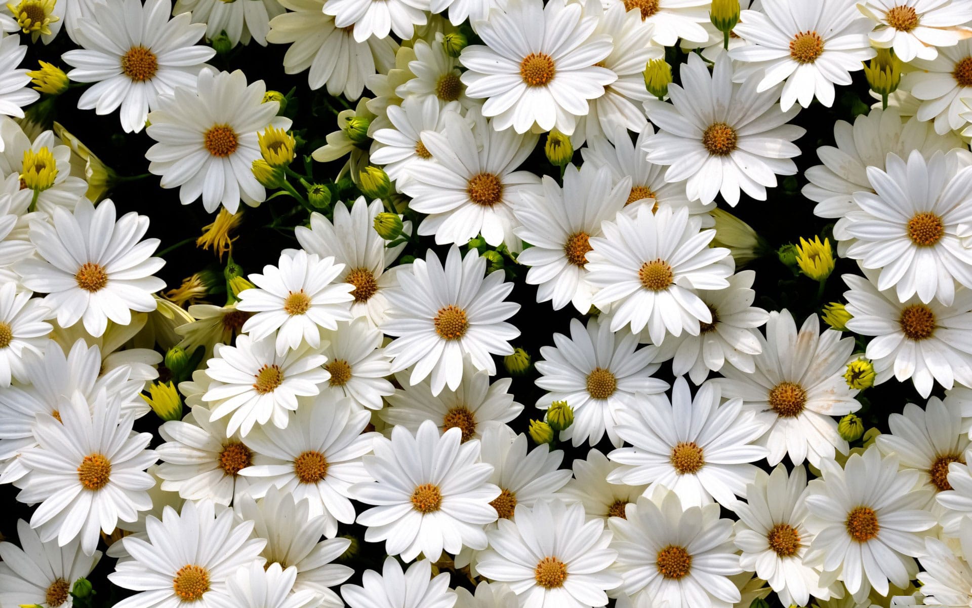 Hình nền hoa cúc white đẹp