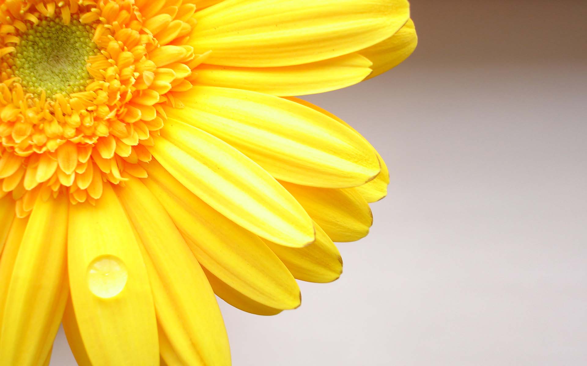 Hình nền hoa cúc vàng đẹp mắt (2)