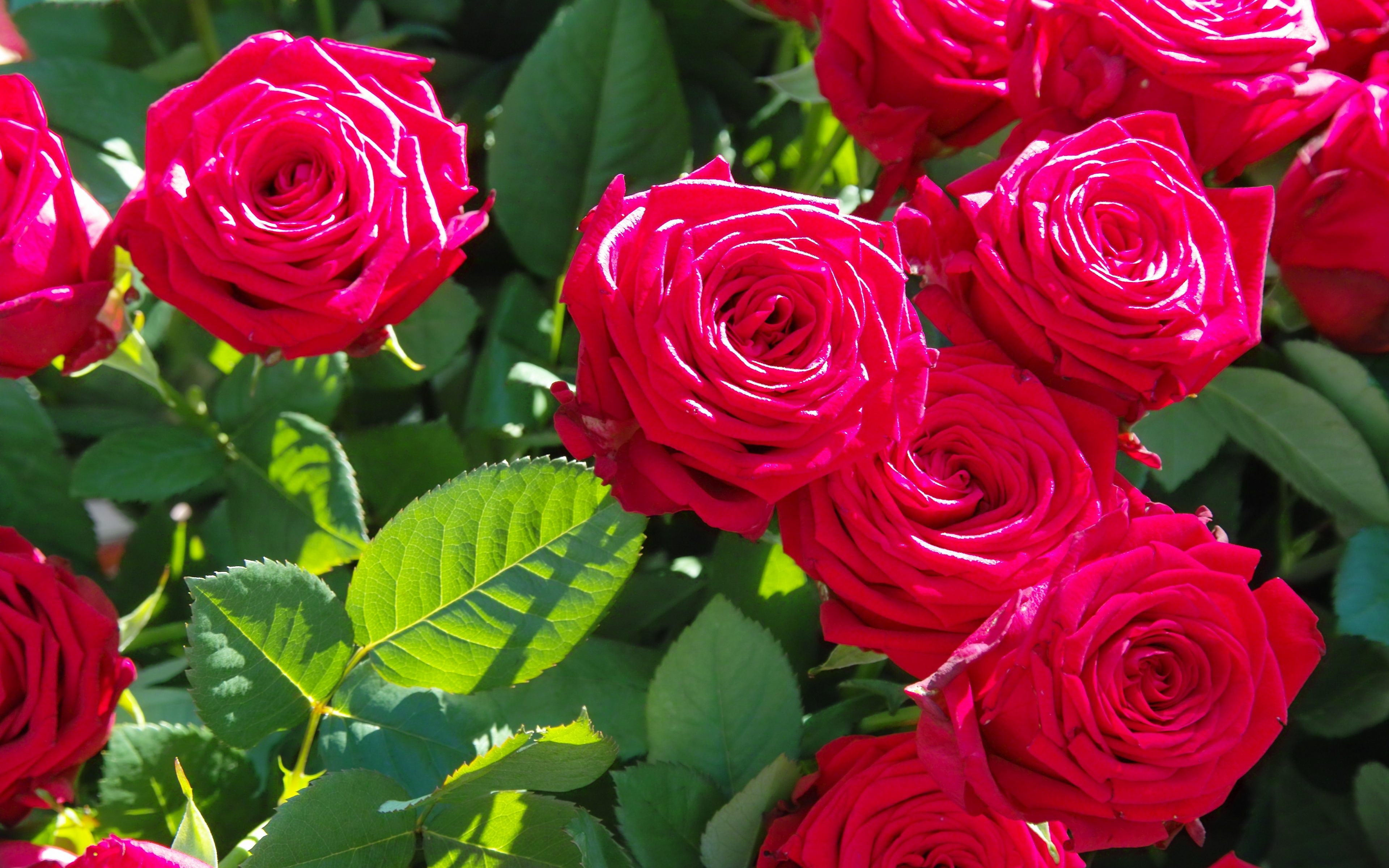 Hình nền hoa hồng đẹp (10)