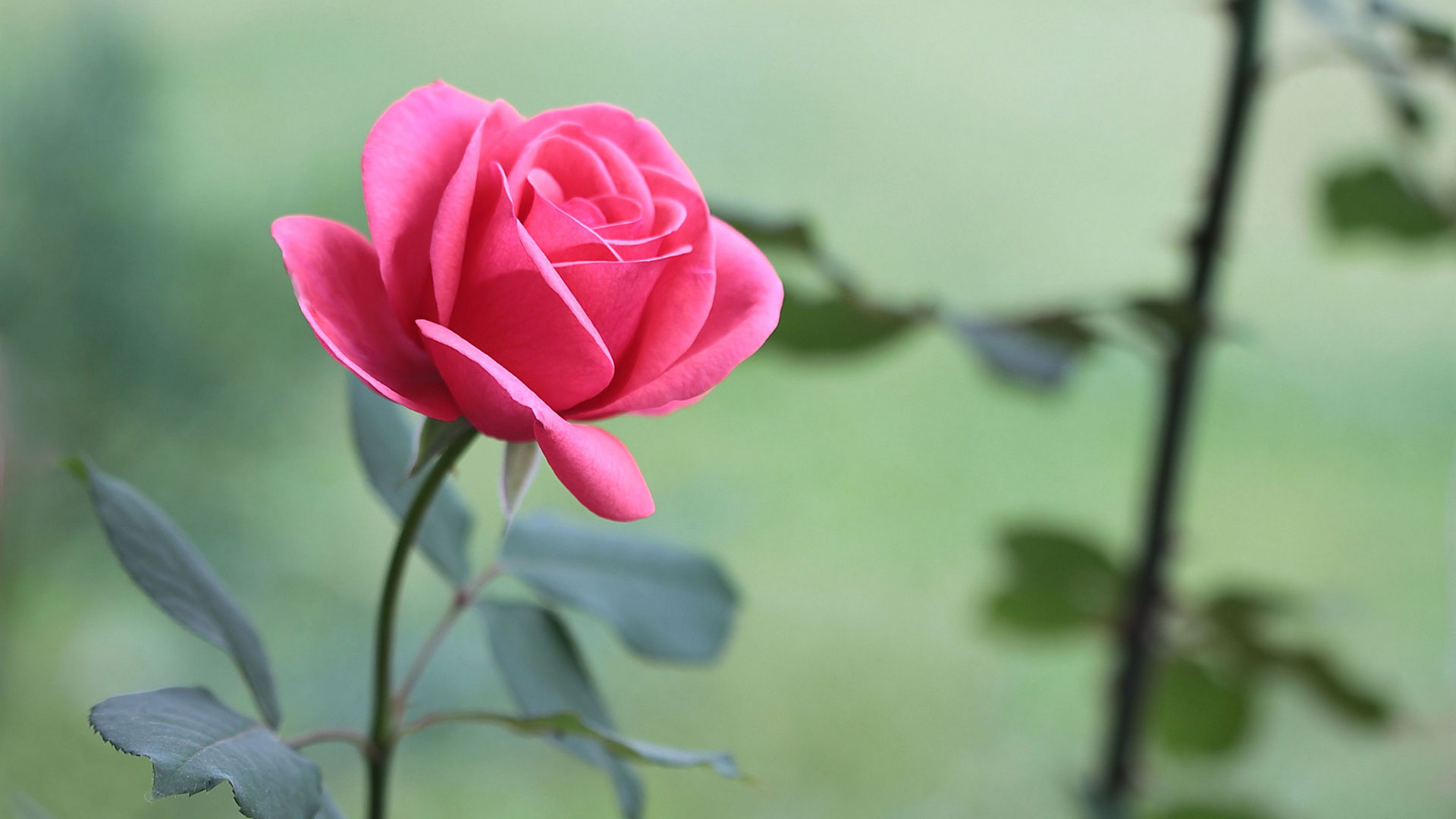 Hình nền hoa hồng đẹp (2)