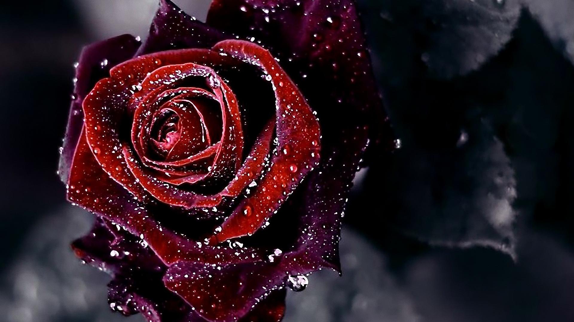 Hình nền hoa hồng đẹp (5)