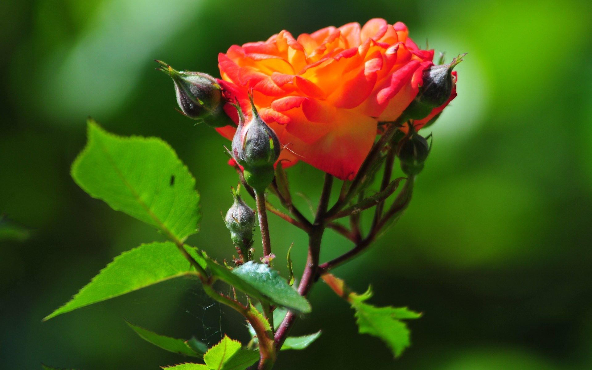 Hình nền hoa hồng đẹp (7)